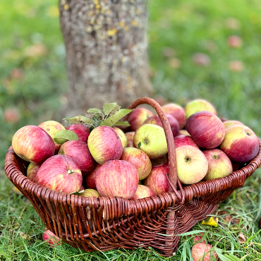 Äpfel sind gesund Gesunde Ernährung