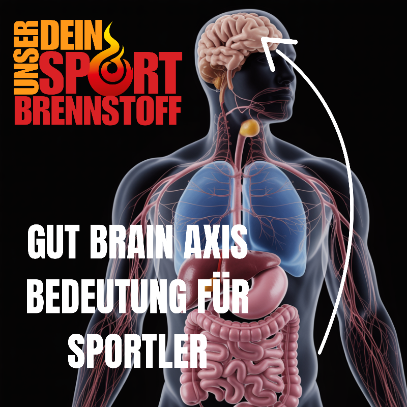 Gut-Brain-Axis und deren Bedeutung für Sportler