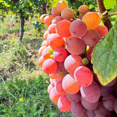 Superfood-Weintraube SportBrennstoff