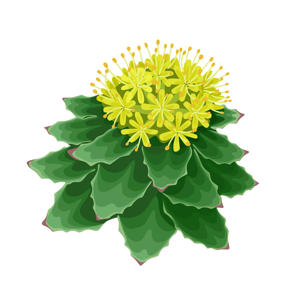 Rhodiola Rosea