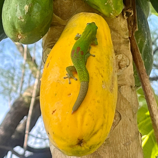 Grüner Leguan auf Papaya in Kailua-Kona, Hawaii