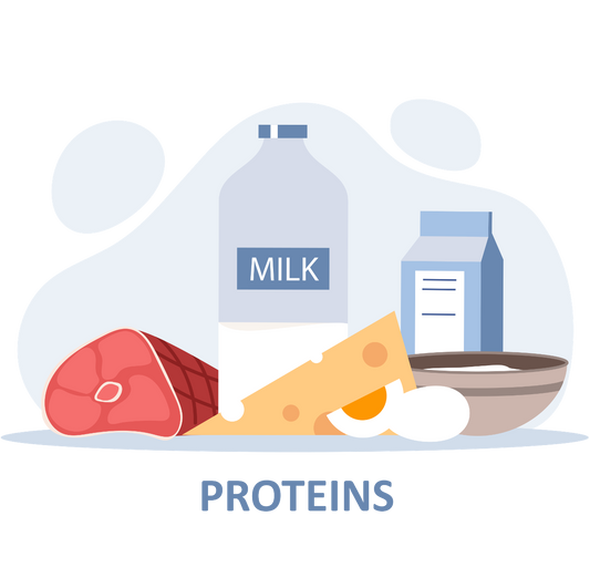 Alt-Text (Deutsch):Proteinreiche Lebensmittel für Ausdauersportler: Milch, Fleisch, Käse, Eier