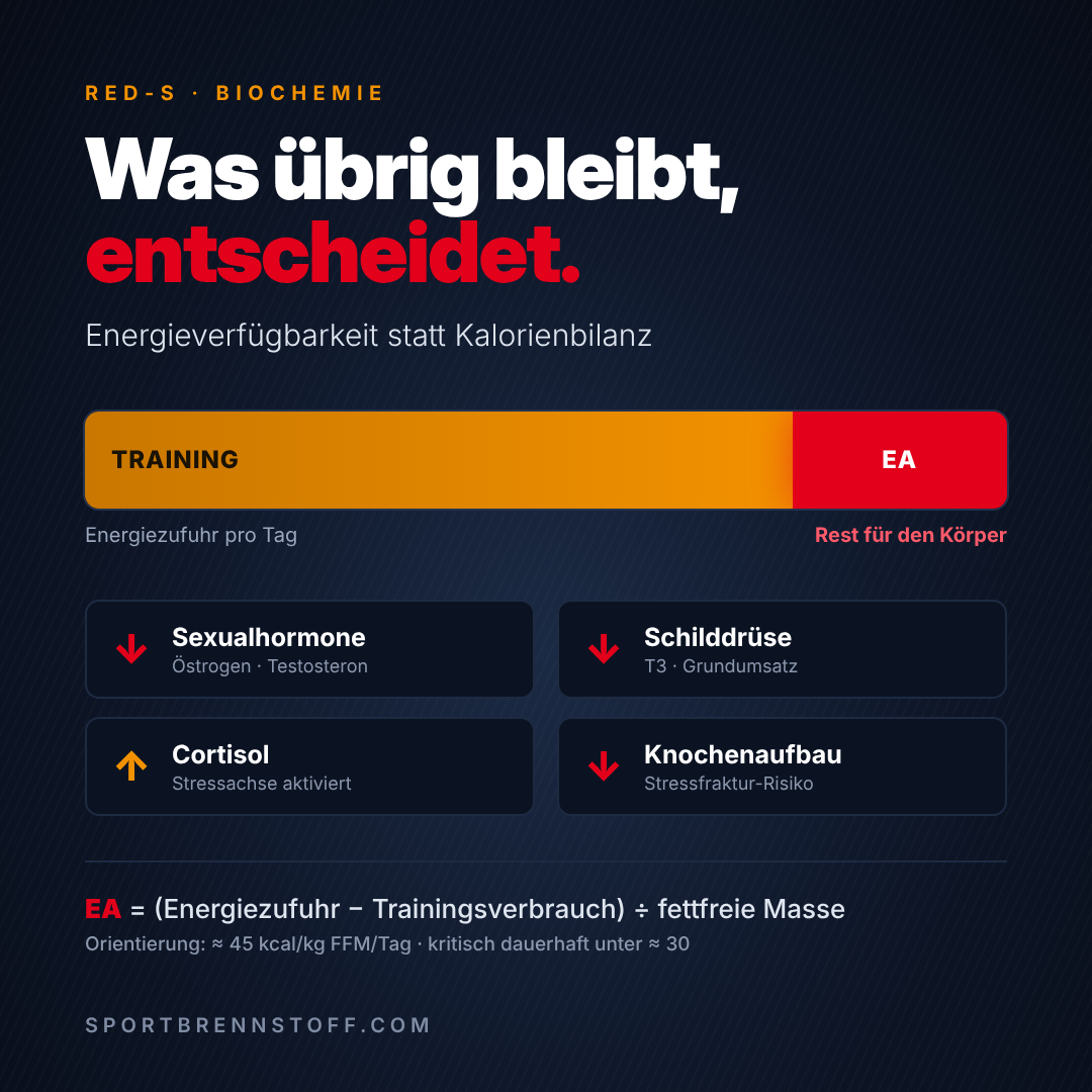 Grafik zur Energieverfügbarkeit: Nach dem Trainingsverbrauch bleibt wenig Energie, Sexualhormone, Schilddrüse und Knochenaufbau sinken, Cortisol steigt
